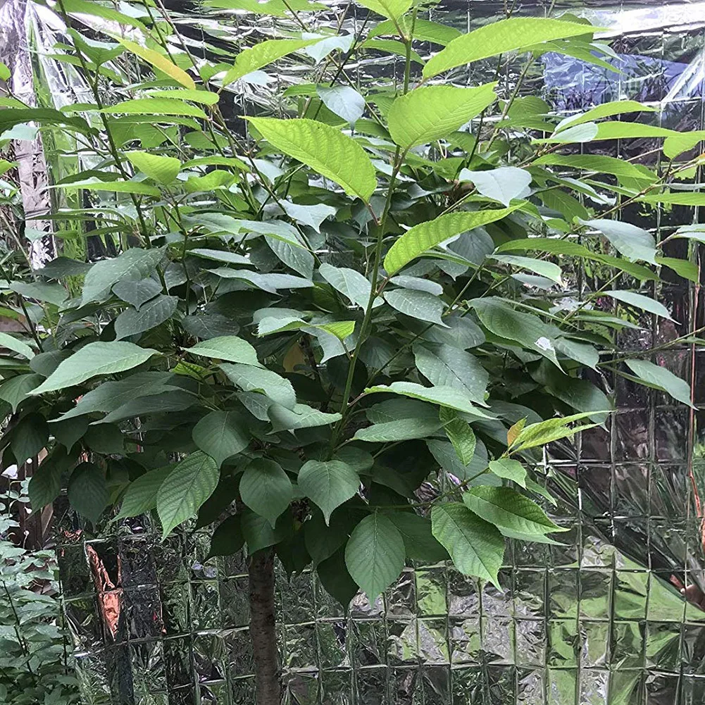10/1PCS Silver Highly Reflecti - đánh giá và giá Grow Tent 4X4